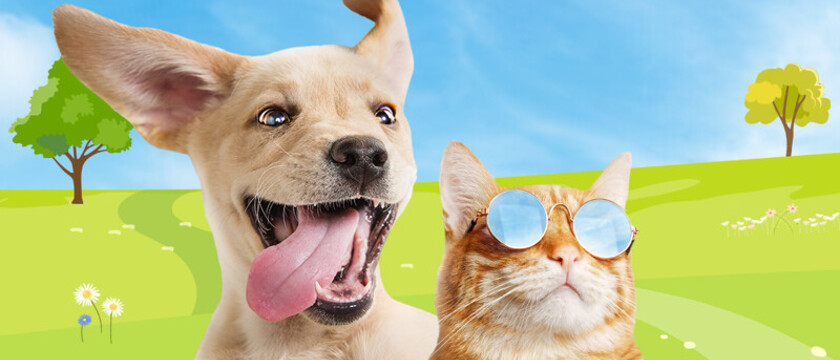 Pet Club Sweepstakes