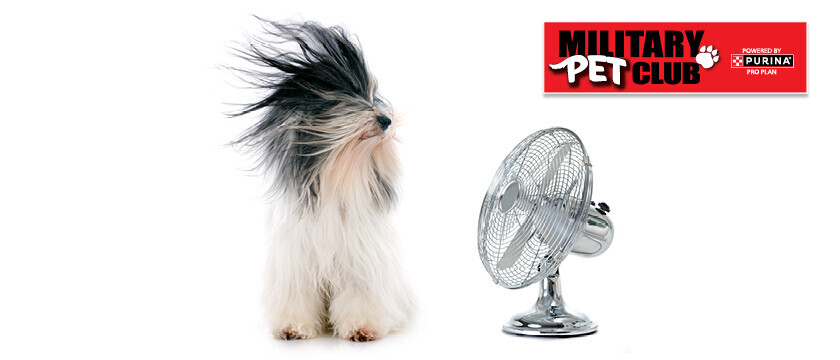 Pet Club Sweepstakes