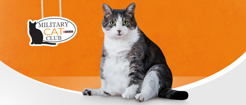 Cat Club Sweepstakes