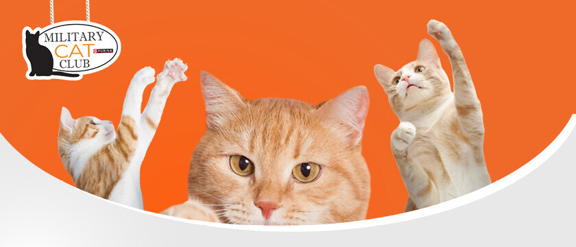 Cat Club Sweepstakes