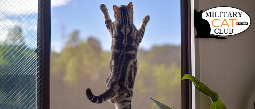 Cat Club Sweepstakes