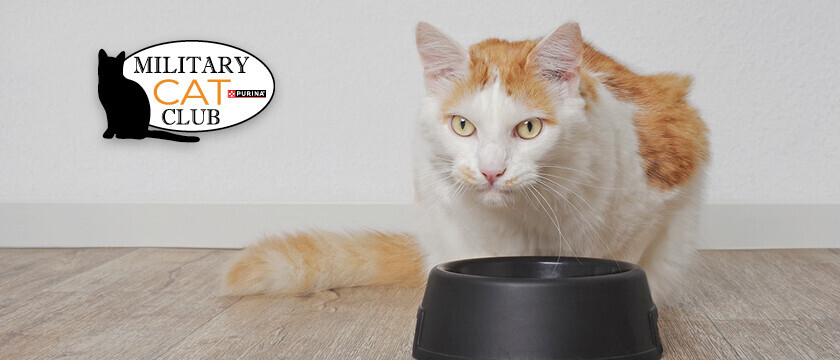 Cat Club Sweepstakes