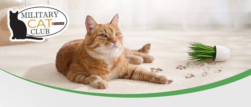 Cat Club Sweepstakes