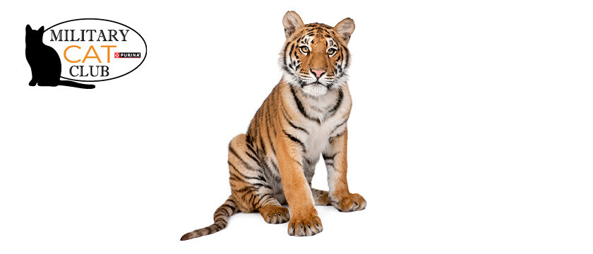 Cat Club Sweepstakes