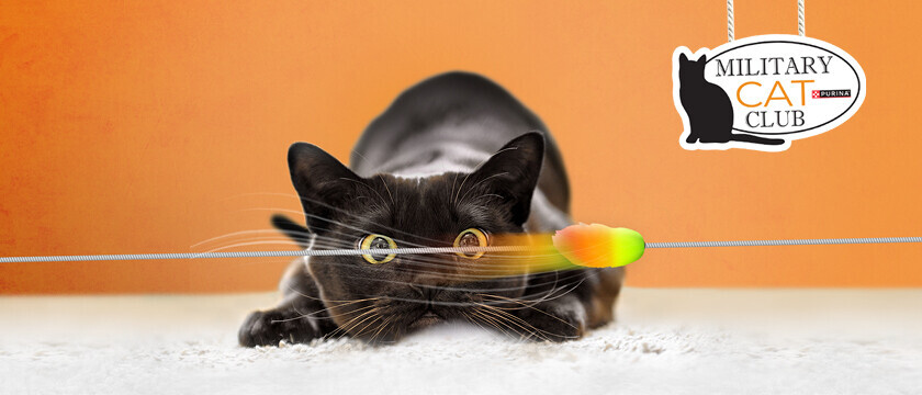 Cat Club Sweepstakes