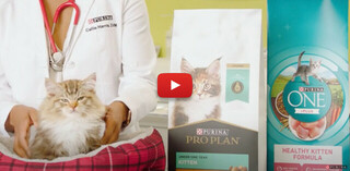Purina Kitten Food - Providing Nutrition to Help Kittens Thrive
