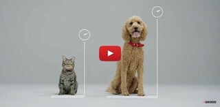 Managing a Healthy Weight for Dogs and Cats from Purina