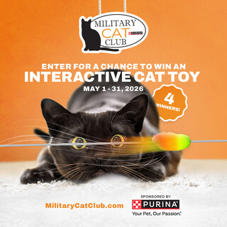 Enter for a Chance to Win an Interactive Cat Toy