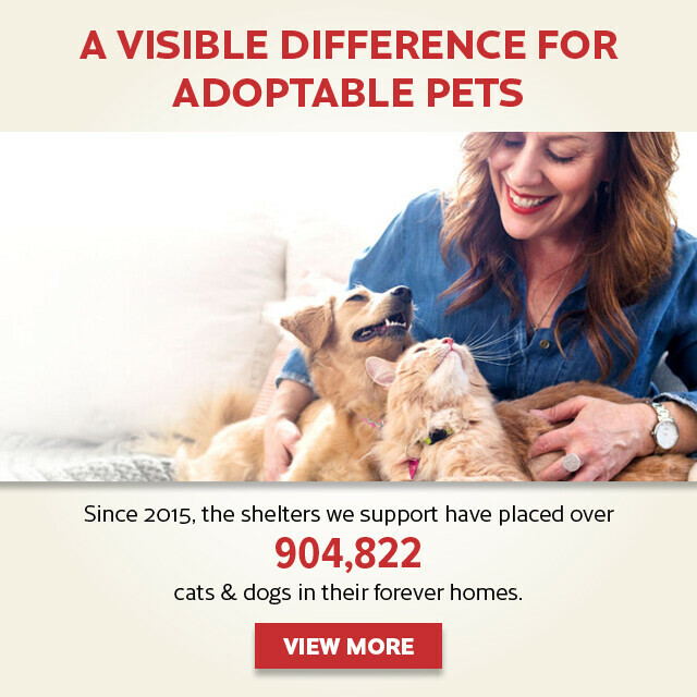A Visible Difference for Adoptable Pets