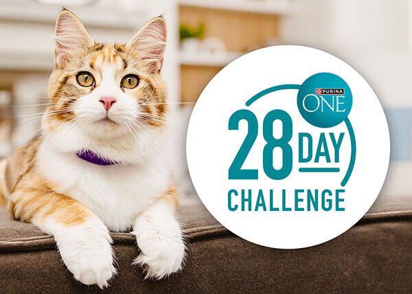 Take The Challenge. See The Change